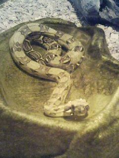 mes serpents Image111