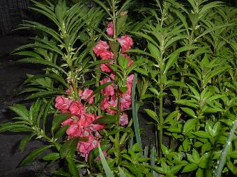 photos de jolie plantes Balsam10