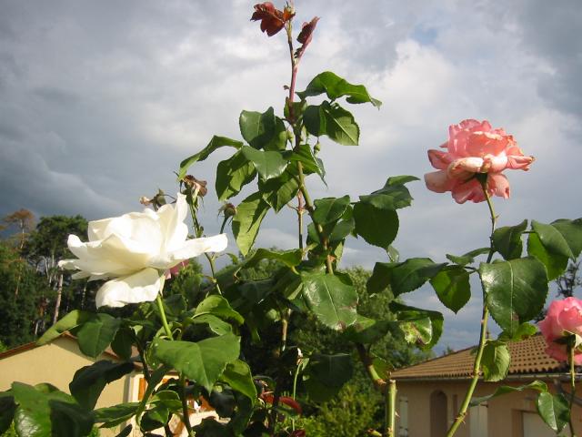 la fameuse rose blanche 11168410