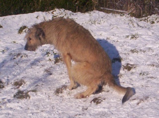 SOUS LA NEIGE, CE MATIN 100_0931