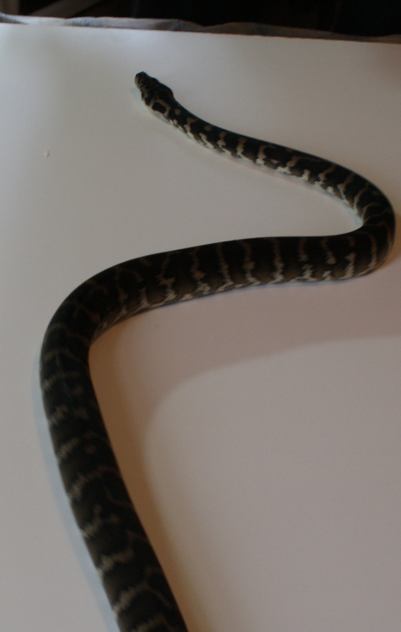 Ma femelle Irian Jaya carpet python Dsc02814