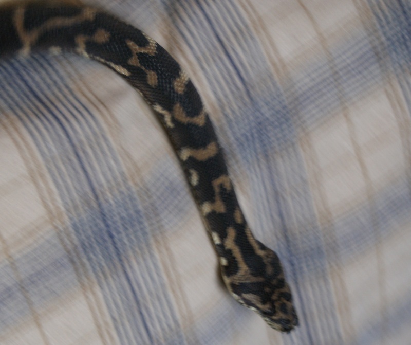 Ma femelle Irian Jaya carpet python Dsc02815