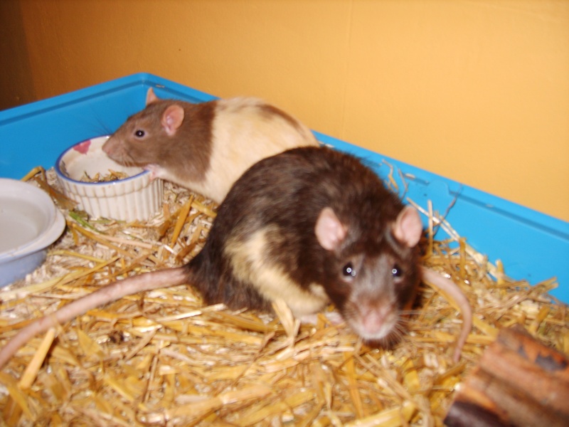 Sauvetage de 150 rats chez moi (fev 2010) Horsha10