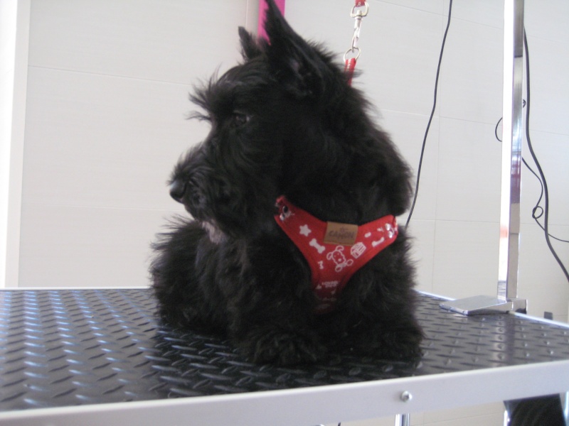 Scottish Terrier   :-D Img_0610