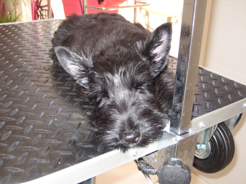 Scottish Terrier   :-D Img_0613