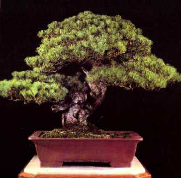El bonsái sus orígenes. Iemits10
