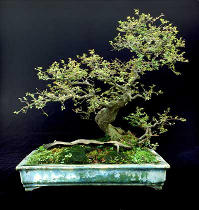 Penjing (articulo) Pen00110