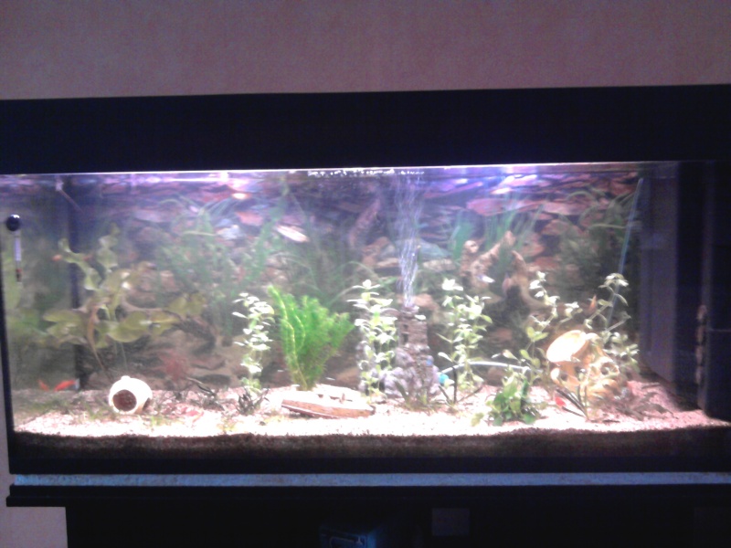 Mes aquariums. Photo010