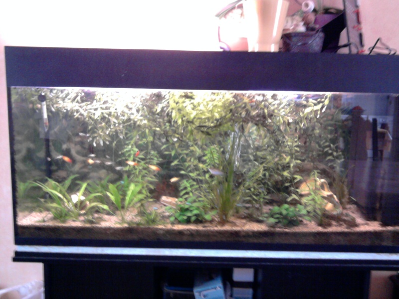 Mes aquariums. Photo011