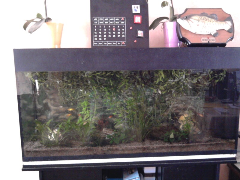 Mes aquariums. Photo012