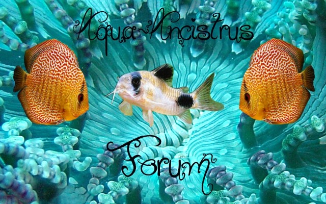 Mon forum d'aquariophilie nommé Aqua-Ancistrus Logo_a10