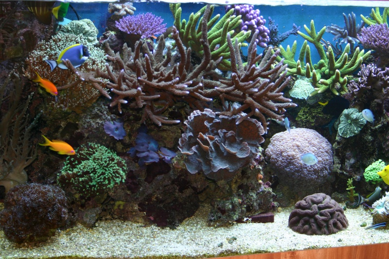 ma  barrière de corails: arrêt de mon récifal - Page 4 Photo_22