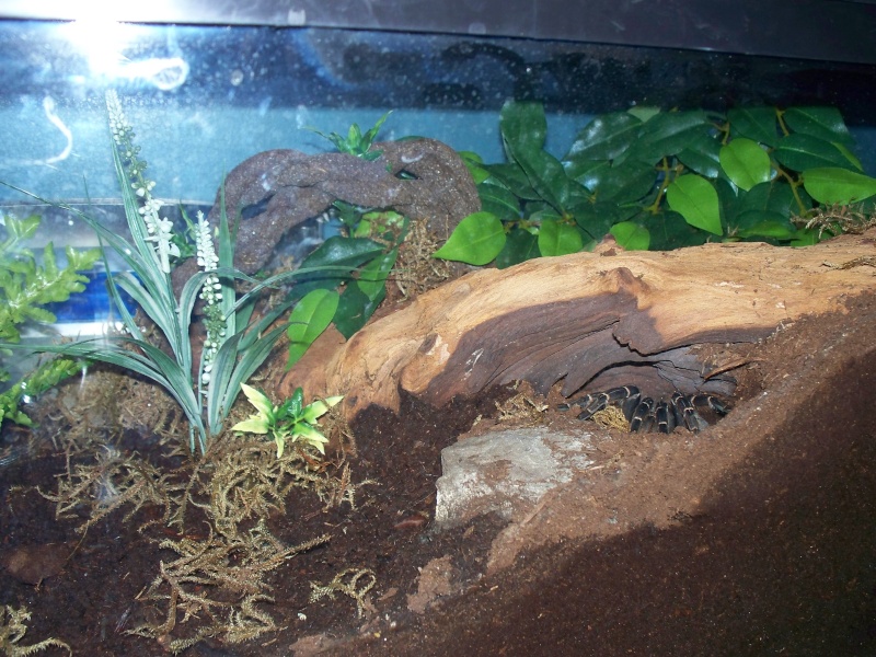 Terrarium de mes Mygales et Scorpions - Page 3 Photo_10