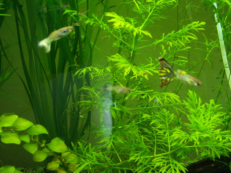 Mon nouveau aquarium de 180 L Aqua5_10