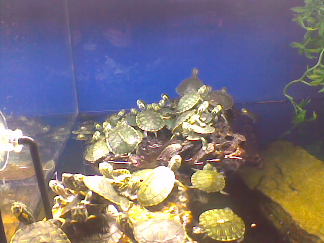 tortues d'horusia - Page 2 Photo010