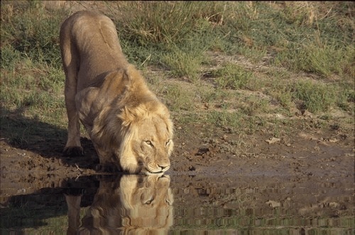 Eau  en mouvement ... Lion11