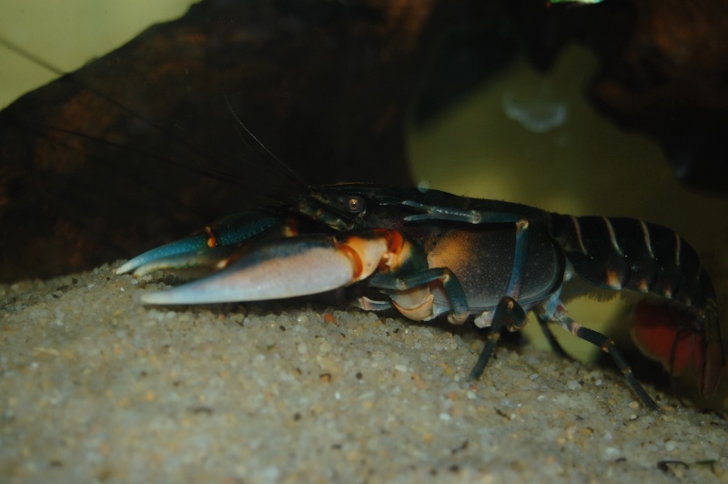 cherax peknyii couple Dsc_7511