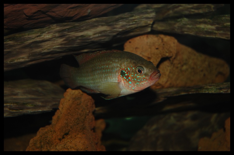 Club de Concarneau : Le Poisson Clown Dsc_7813