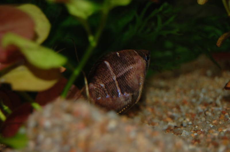 rougeur sur gourami Dsc_8513