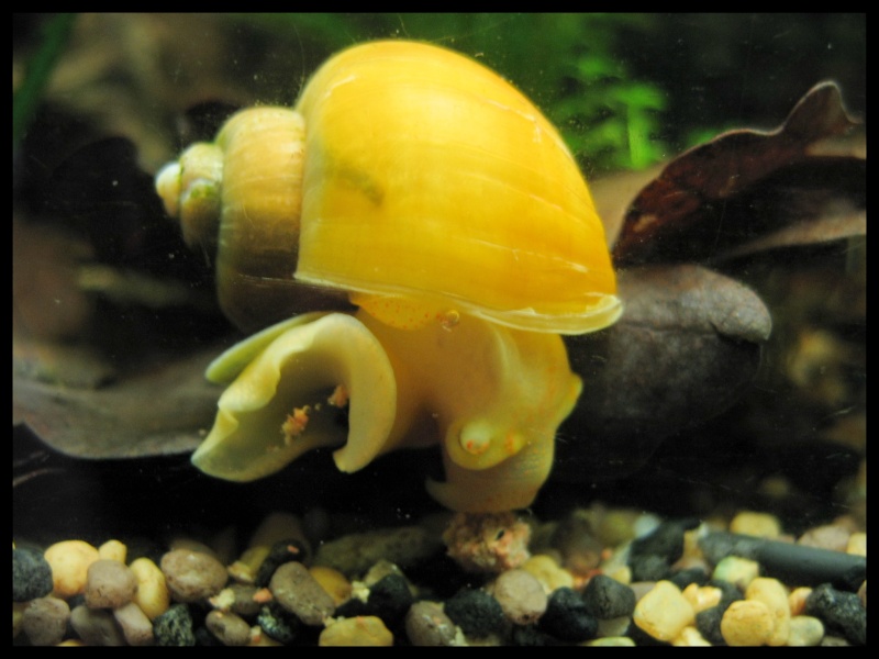 nouveau concours photo: les escargots Habita14