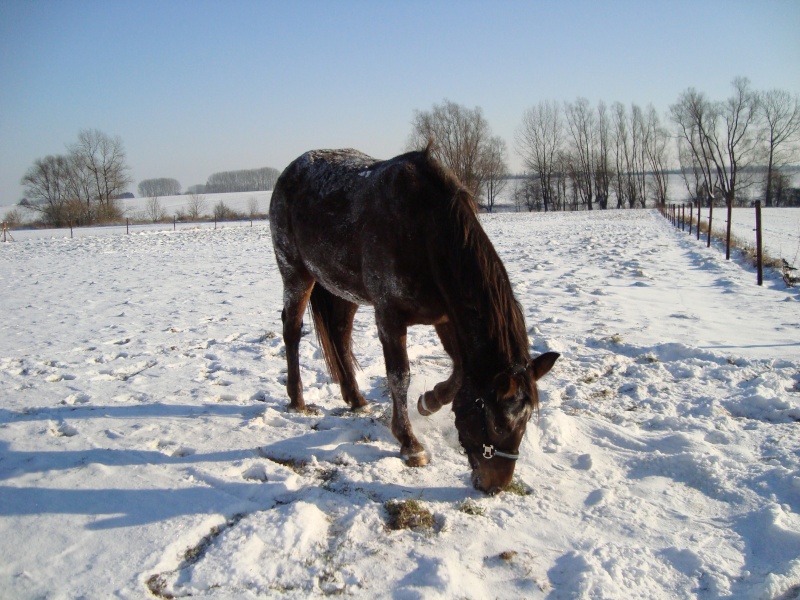 Salinger...croisée appaloosa et bourricot !! 03310