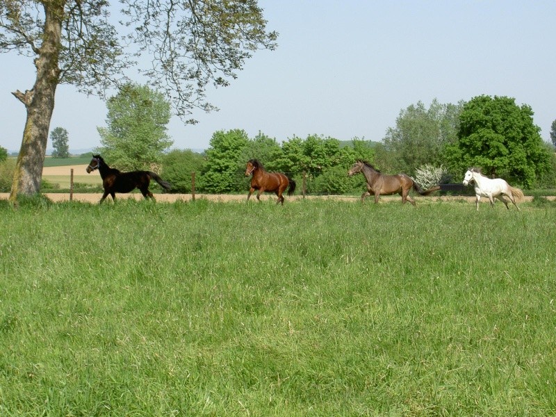 Salinger...croisée appaloosa et bourricot !! Chevau10