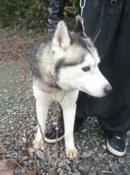 MOSCOW husky (m) REF49 ADOPTE Moscow10