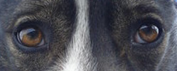 DOMINO x husky mâle de 3ans à adopter PAR  (49) [ADOPTE] P1290112