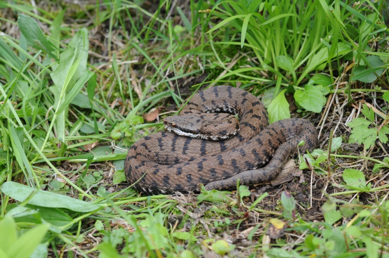 Vipères et Natrix sur le chemin du retour ... 46154812