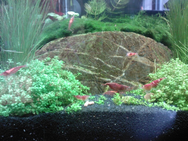 54 litre et 20 litre red cherry crystal red Photo_14