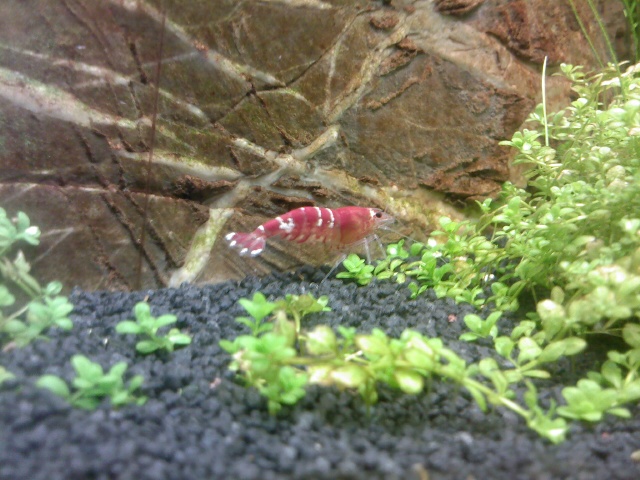 54 litre et 20 litre red cherry crystal red Photo_16