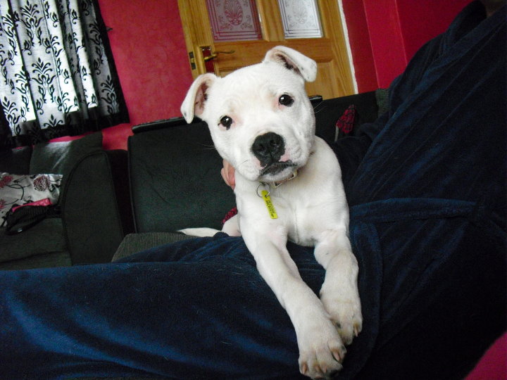 Meg - 6 Months Old Staffordshire Bull Terrier - Wednesbury Meg110