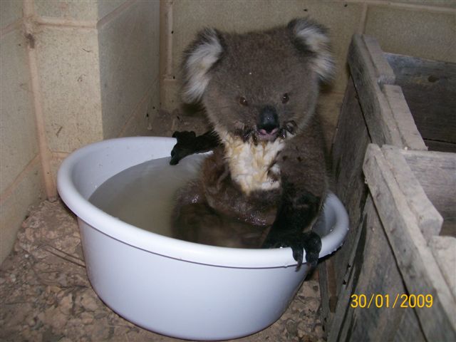 Koala For Everyone~ Especially Lilay 100_1013