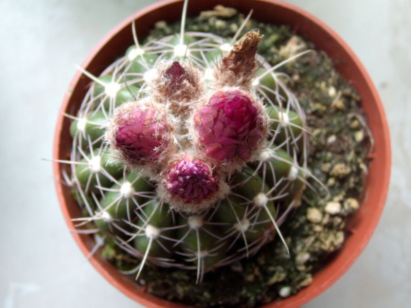 Notocactus uebelmannianus (Parodia uebelmanniana) Sta61512