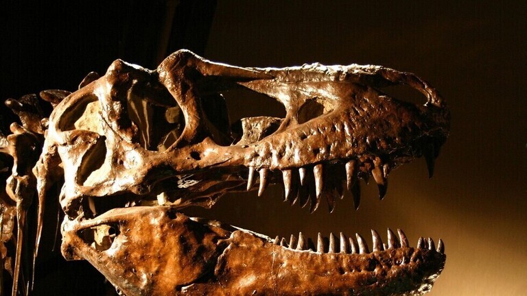 أروع 10 اكتشافات للديناصورات لعام 2020 5fe5e010