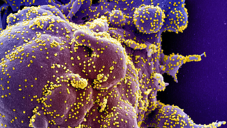 تحديد مركّب مضاد للفيروسات قد يحمي من "كوفيد-19" والإنفلونزا وعدوى فيروسية أخرى 60c85d10