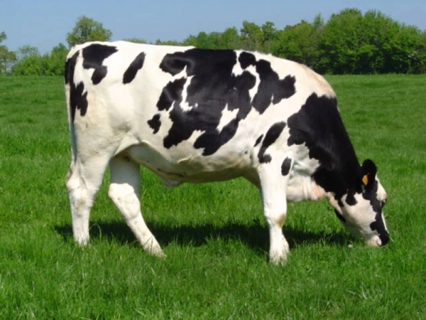 ما هي علامات حمل البقرة ؟  Cow-pr10