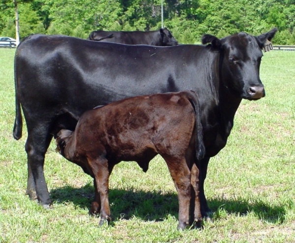 ما هي علامات حمل البقرة ؟  Cow-pr11