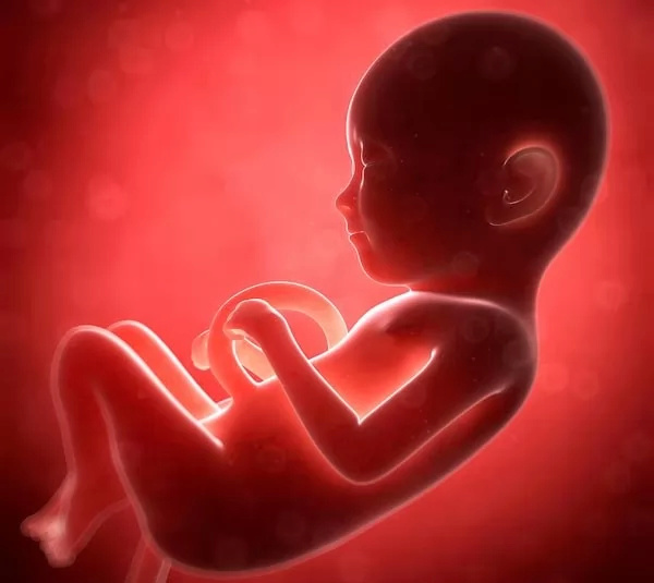 نظرة فاحصة على نمو أطفالك التوأم  Fetal-10