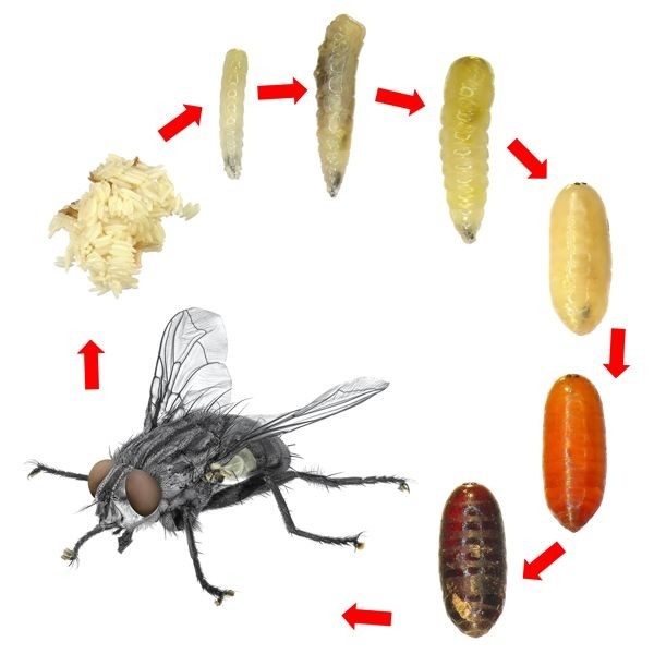 ما هي دورة حياة ديدان النغف ؟  Maggot10