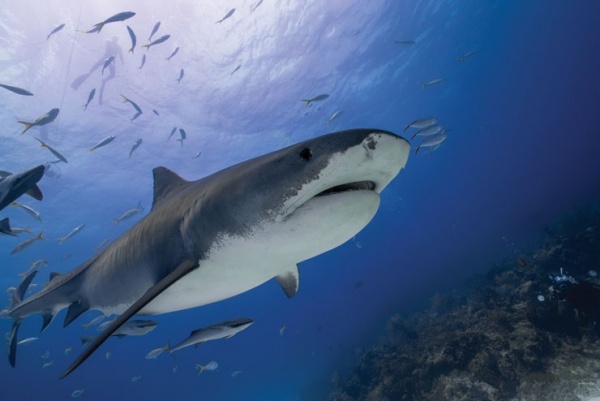 7 أسباب تجعلنا محظوظين لوجود أسماك القرش في عالمنا Sharks10