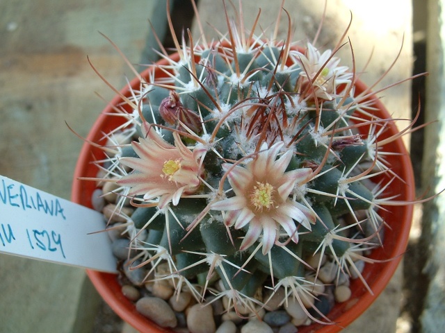 M. gigantea? L_152911