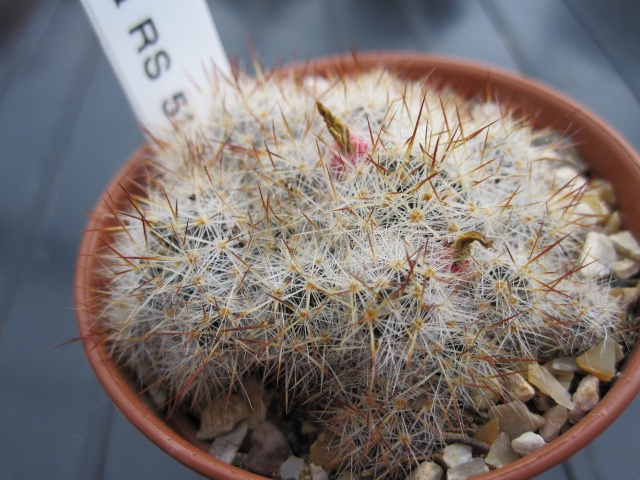 M. prolifera ID. Rs_51110