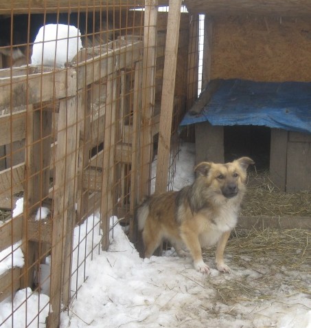 ASHVIN (m) croisé berger, 2 ans (Roumanie - Tina) Ashvin11