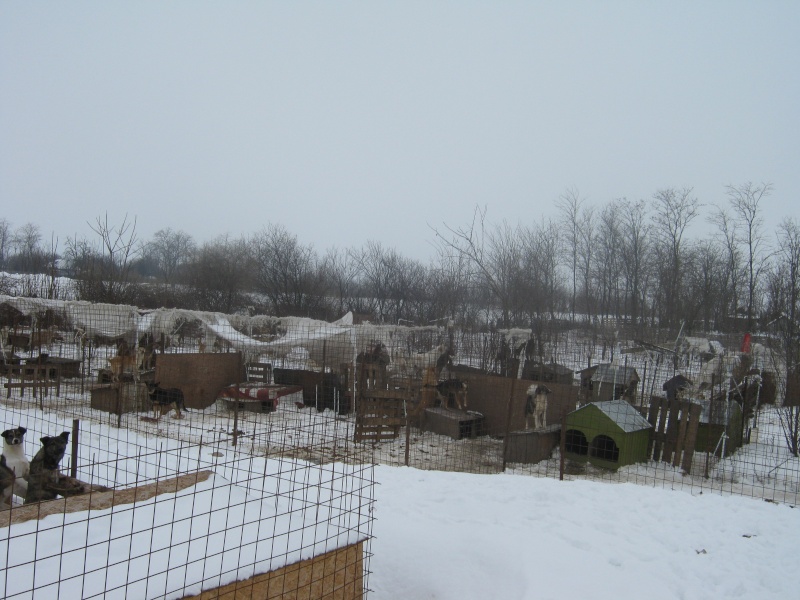 Le refuge de Lénuta (Roumanie) : Un pays, des animaux maltraités, une femme à aider, un combat permanent.... Hiver310