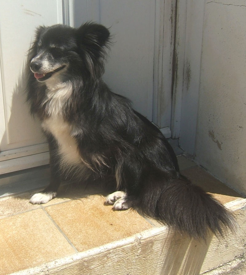 NATACHA (f) croise papillon, ne en 2006, 6 kilos, vient du refuge de Tina (moldavie) - ADOPTEE - Nana10