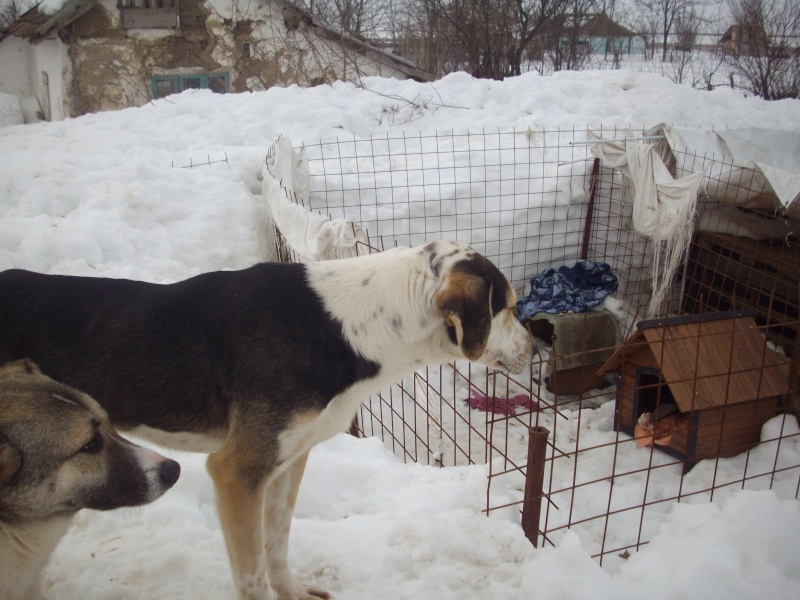 L'histoire des chiens (ex moldaves) de Tina et Alla Neige210