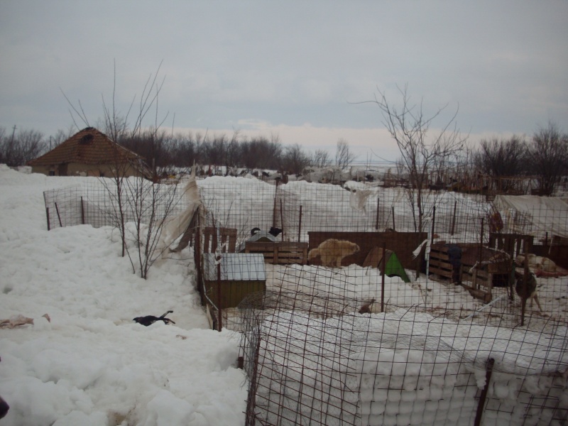 Le refuge de Lénuta (Roumanie) : Un pays, des animaux maltraités, une femme à aider, un combat permanent.... Neige510
