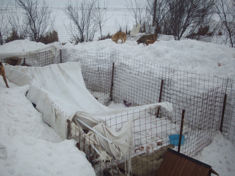 Le refuge de Lénuta (Roumanie) : Un pays, des animaux maltraités, une femme à aider, un combat permanent.... Neige910