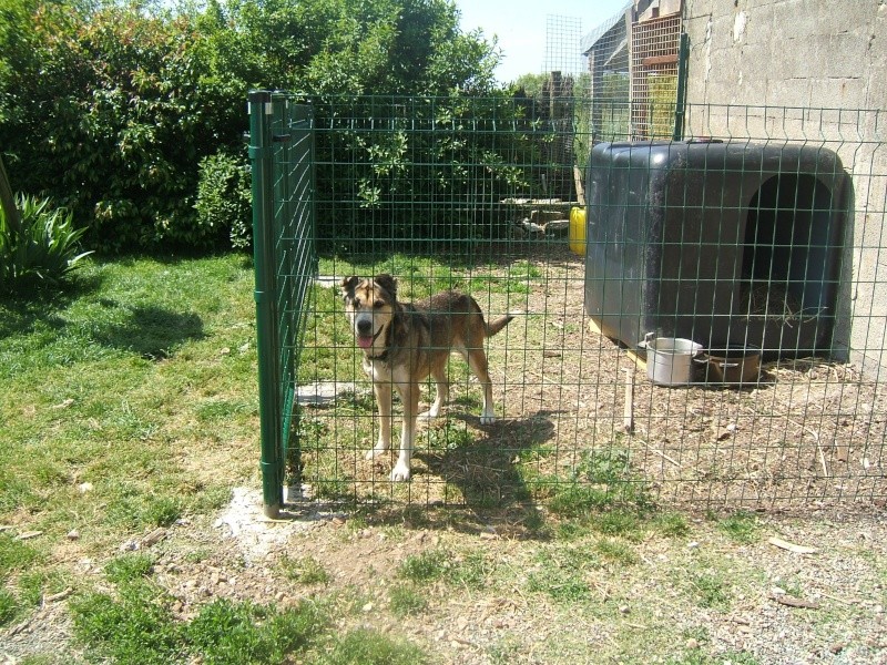 [RETROUVEE] RAYA, X berger, 8 ans, en Vendée - Page 2 Raya_012